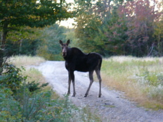 cow moose